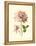 Victorian Rose I-R^ Guillot-Framed Stretched Canvas