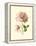 Victorian Rose I-R^ Guillot-Framed Stretched Canvas