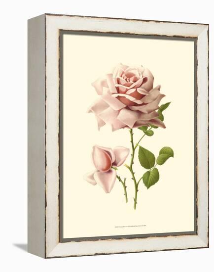 Victorian Rose I-R^ Guillot-Framed Stretched Canvas