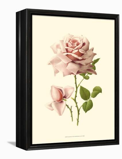 Victorian Rose I-R^ Guillot-Framed Stretched Canvas