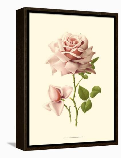 Victorian Rose I-R^ Guillot-Framed Stretched Canvas