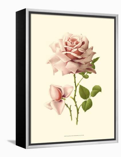 Victorian Rose I-R^ Guillot-Framed Stretched Canvas