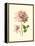 Victorian Rose I-R^ Guillot-Framed Stretched Canvas