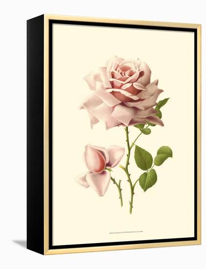 Victorian Rose I-R^ Guillot-Framed Stretched Canvas