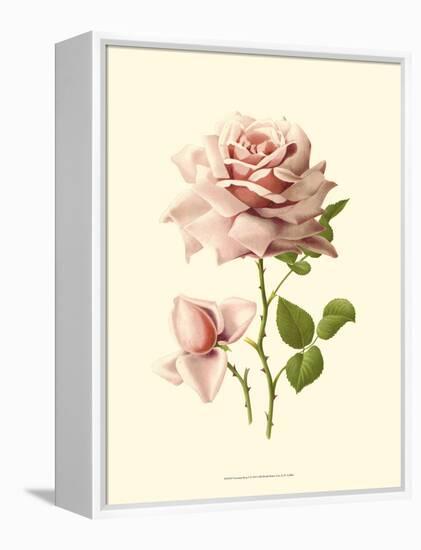 Victorian Rose I-R^ Guillot-Framed Stretched Canvas