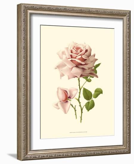 Victorian Rose I-R^ Guillot-Framed Premium Giclee Print