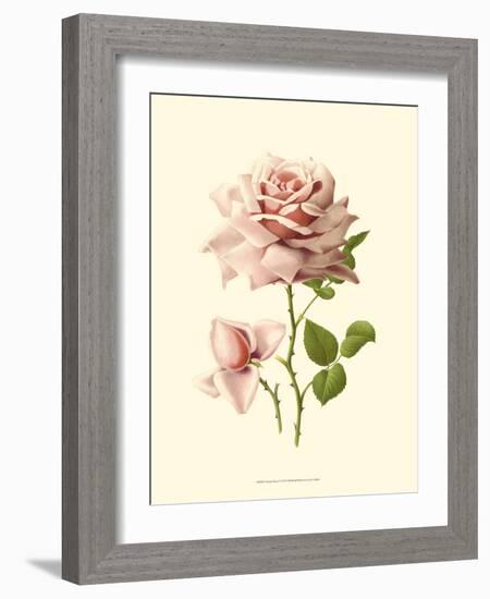 Victorian Rose I-R^ Guillot-Framed Premium Giclee Print