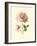 Victorian Rose I-R^ Guillot-Framed Premium Giclee Print