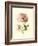 Victorian Rose I-R^ Guillot-Framed Premium Giclee Print