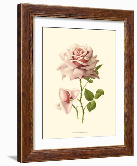 Victorian Rose I-R^ Guillot-Framed Premium Giclee Print