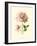 Victorian Rose I-R^ Guillot-Framed Premium Giclee Print