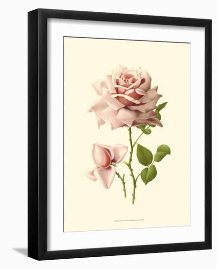 Victorian Rose I-R^ Guillot-Framed Premium Giclee Print