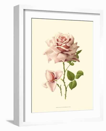 Victorian Rose I-R^ Guillot-Framed Premium Giclee Print