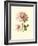 Victorian Rose I-R^ Guillot-Framed Premium Giclee Print