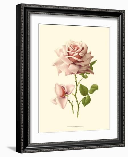 Victorian Rose I-R^ Guillot-Framed Premium Giclee Print