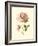 Victorian Rose I-R^ Guillot-Framed Premium Giclee Print