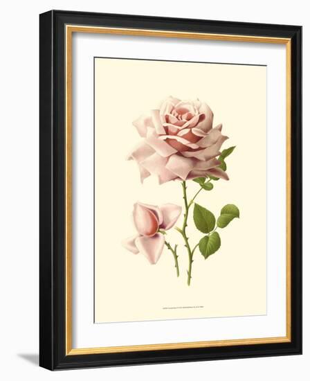 Victorian Rose I-R^ Guillot-Framed Premium Giclee Print