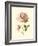 Victorian Rose I-R^ Guillot-Framed Art Print