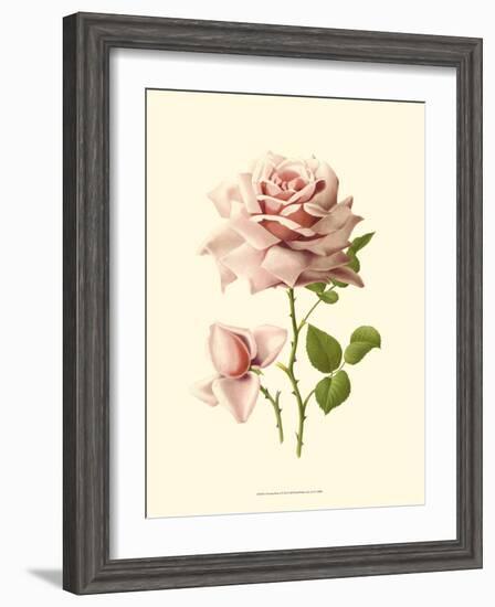 Victorian Rose I-R^ Guillot-Framed Art Print