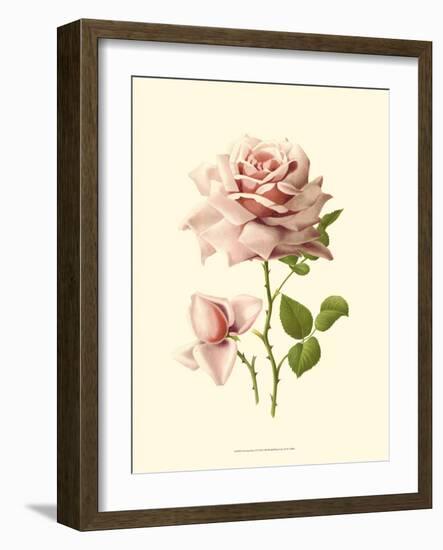 Victorian Rose I-R^ Guillot-Framed Art Print