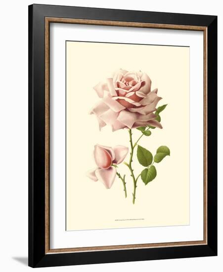 Victorian Rose I-R^ Guillot-Framed Art Print