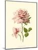 Victorian Rose I-R^ Guillot-Mounted Art Print