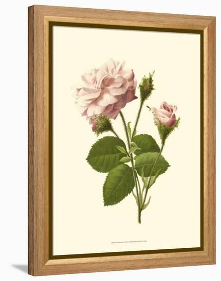 Victorian Rose II-R^ Guillot-Framed Stretched Canvas