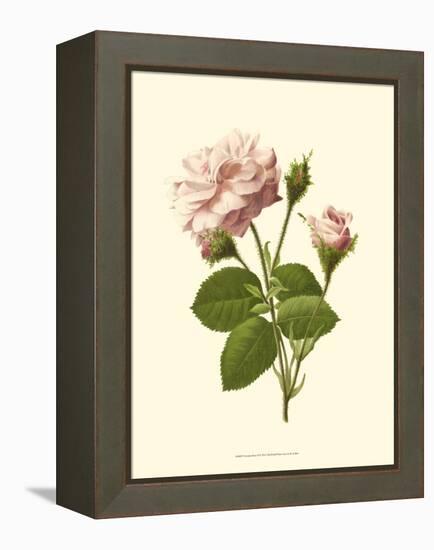 Victorian Rose II-R^ Guillot-Framed Stretched Canvas