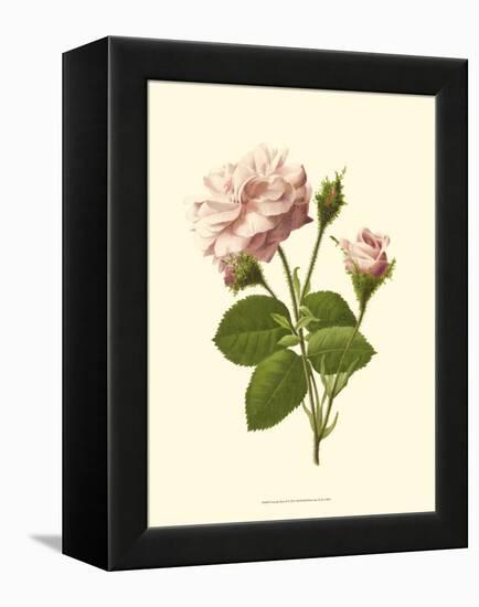 Victorian Rose II-R^ Guillot-Framed Stretched Canvas