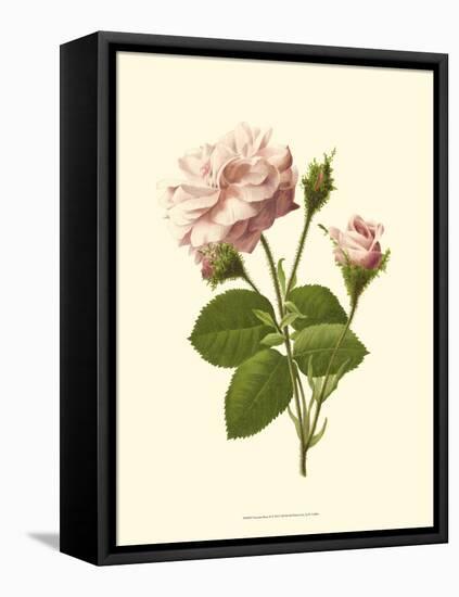 Victorian Rose II-R^ Guillot-Framed Stretched Canvas