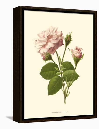 Victorian Rose II-R^ Guillot-Framed Stretched Canvas