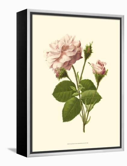 Victorian Rose II-R^ Guillot-Framed Stretched Canvas