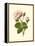 Victorian Rose II-R^ Guillot-Framed Stretched Canvas