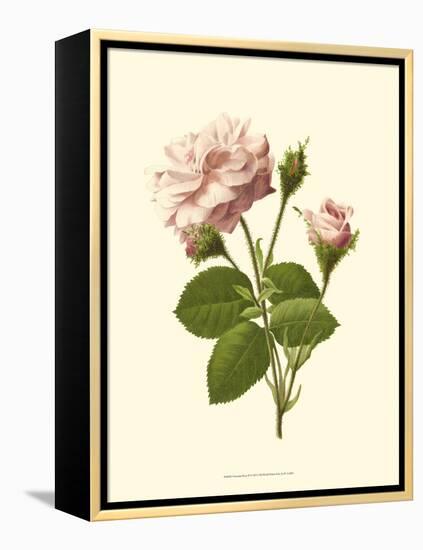Victorian Rose II-R^ Guillot-Framed Stretched Canvas