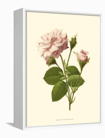 Victorian Rose II-R^ Guillot-Framed Stretched Canvas