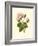 Victorian Rose II-R^ Guillot-Framed Premium Giclee Print