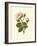 Victorian Rose II-R^ Guillot-Framed Premium Giclee Print