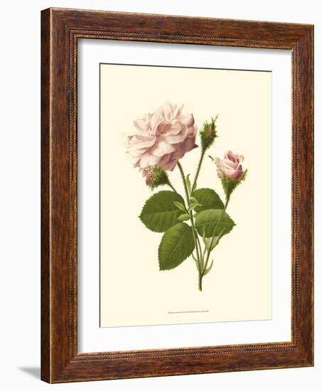 Victorian Rose II-R^ Guillot-Framed Premium Giclee Print