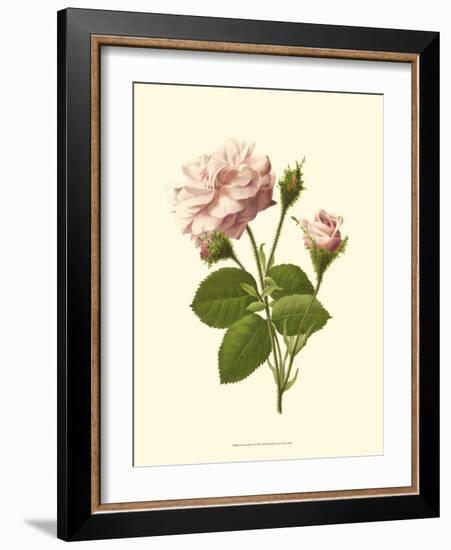 Victorian Rose II-R^ Guillot-Framed Premium Giclee Print