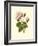 Victorian Rose II-R^ Guillot-Framed Premium Giclee Print