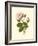 Victorian Rose II-R^ Guillot-Framed Premium Giclee Print