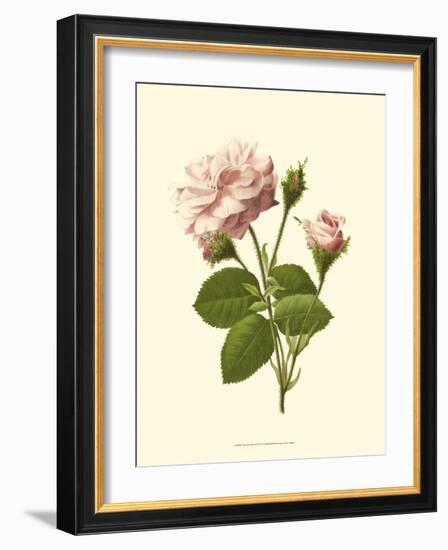 Victorian Rose II-R^ Guillot-Framed Premium Giclee Print