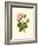 Victorian Rose II-R^ Guillot-Framed Art Print