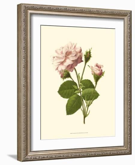 Victorian Rose II-R^ Guillot-Framed Art Print