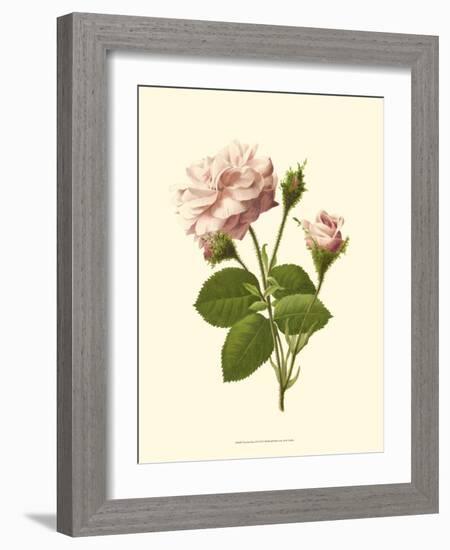 Victorian Rose II-R^ Guillot-Framed Art Print