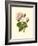 Victorian Rose II-R^ Guillot-Framed Art Print