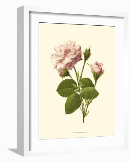 Victorian Rose II-R^ Guillot-Framed Art Print