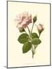 Victorian Rose II-R^ Guillot-Mounted Art Print