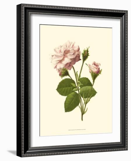 Victorian Rose II-R^ Guillot-Framed Art Print