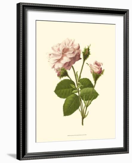 Victorian Rose II-R^ Guillot-Framed Art Print